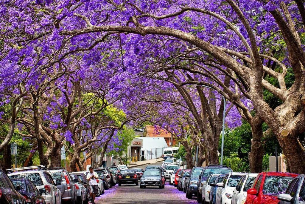 Cosy Federation Kirribilli 2 Bedroom #2 Sydney